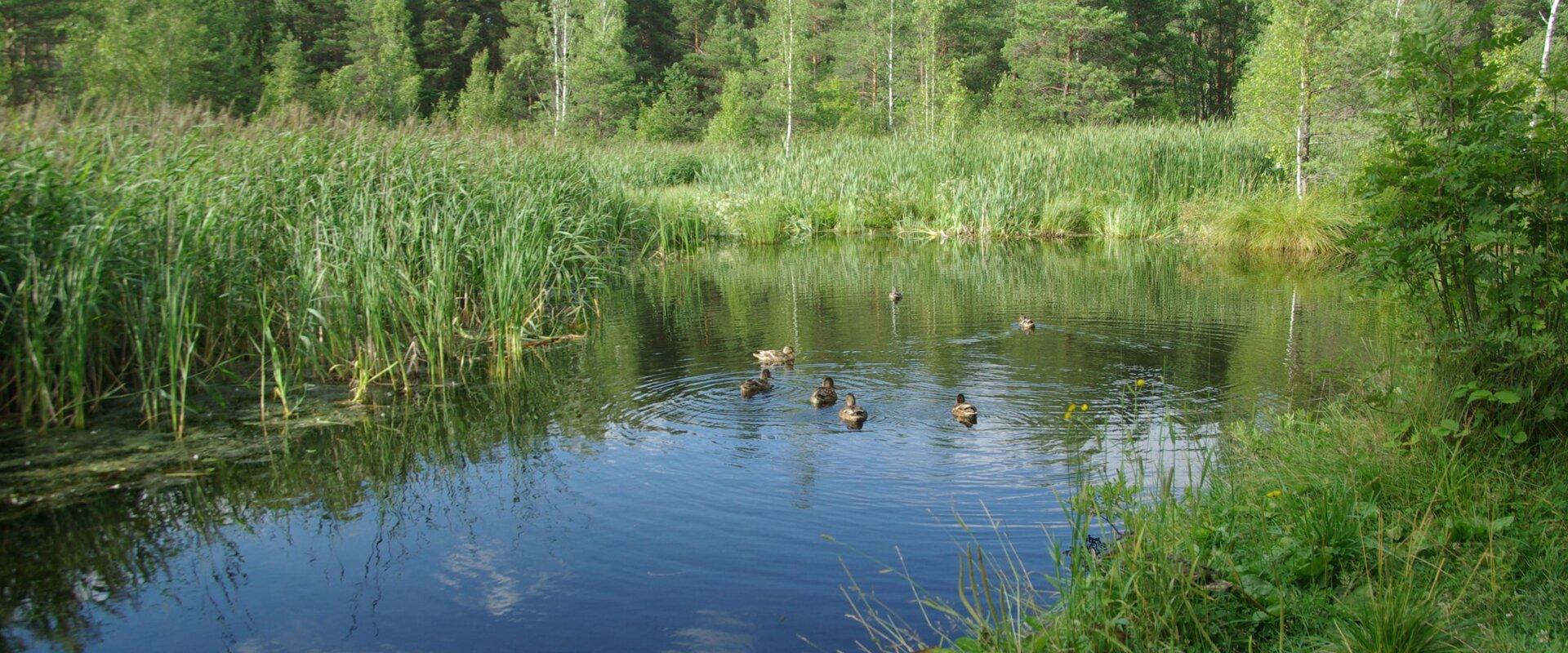 Pääsküla raba loodusõpperada tiik