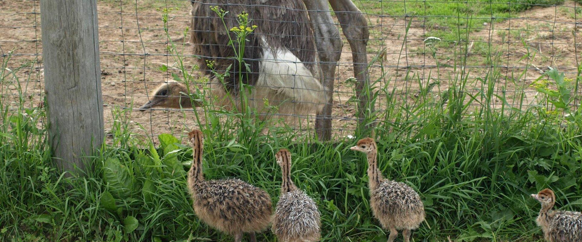 Sassi Ostrich Farm