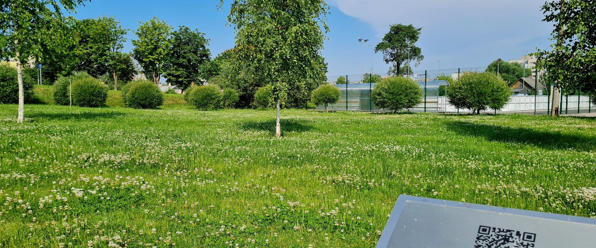 Trees in EV100 public park