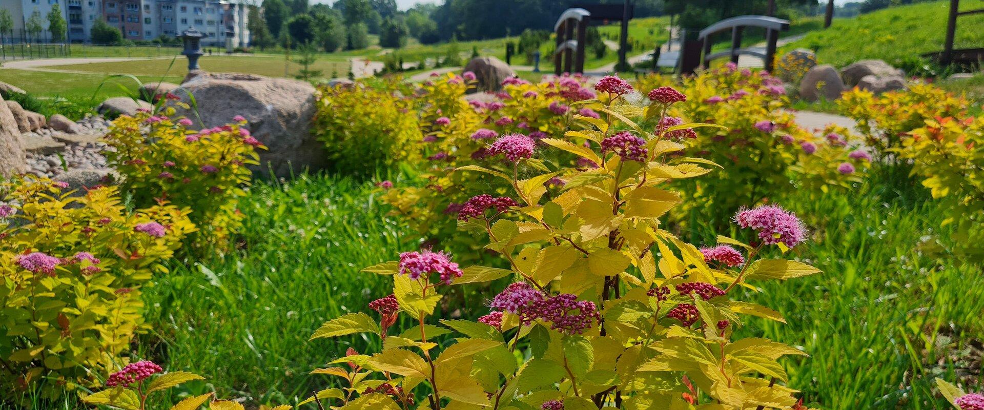 Japanese garden in EV100 public park