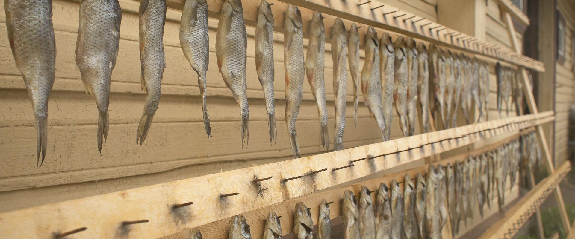 Rows of fish drying on a barn wall