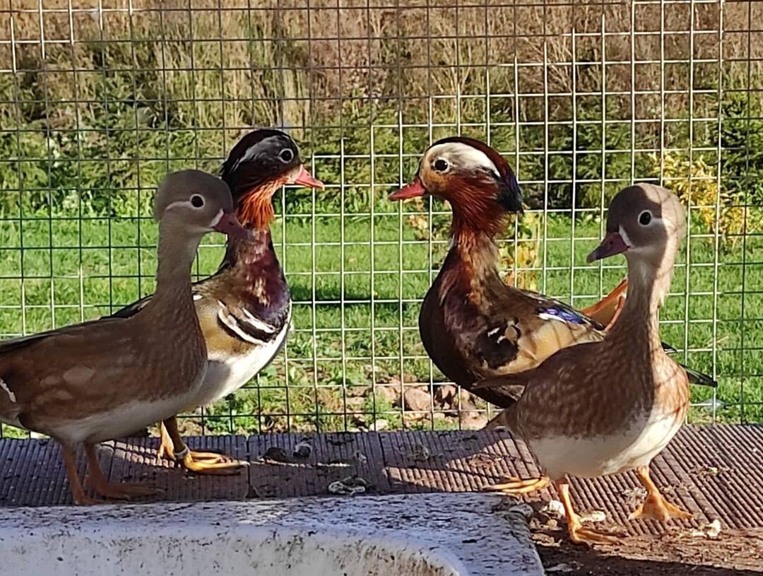 Hobby-Bauernhof "Bauernhof und Tiere" - Mandarinenten genießen die Sonne