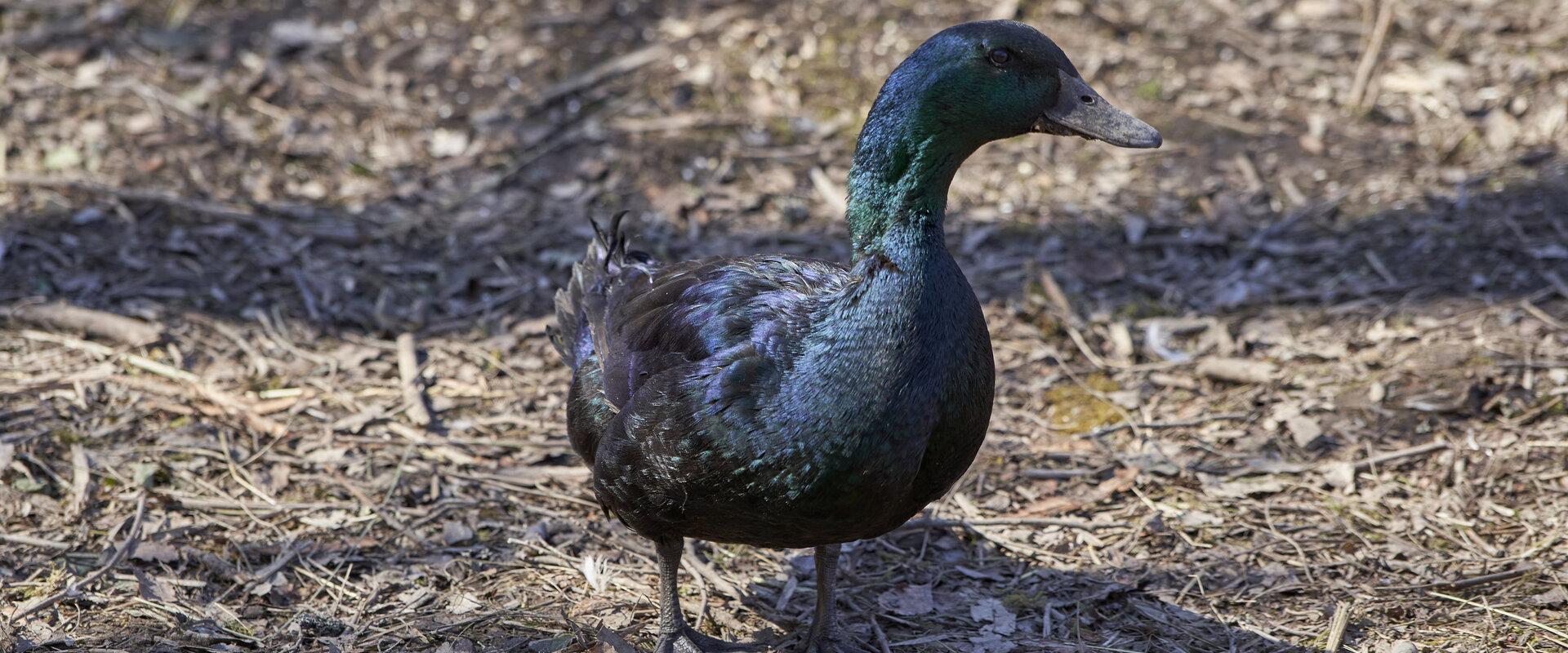 Nugise Hobby Farm's Animal Park - Male Cayuga duck