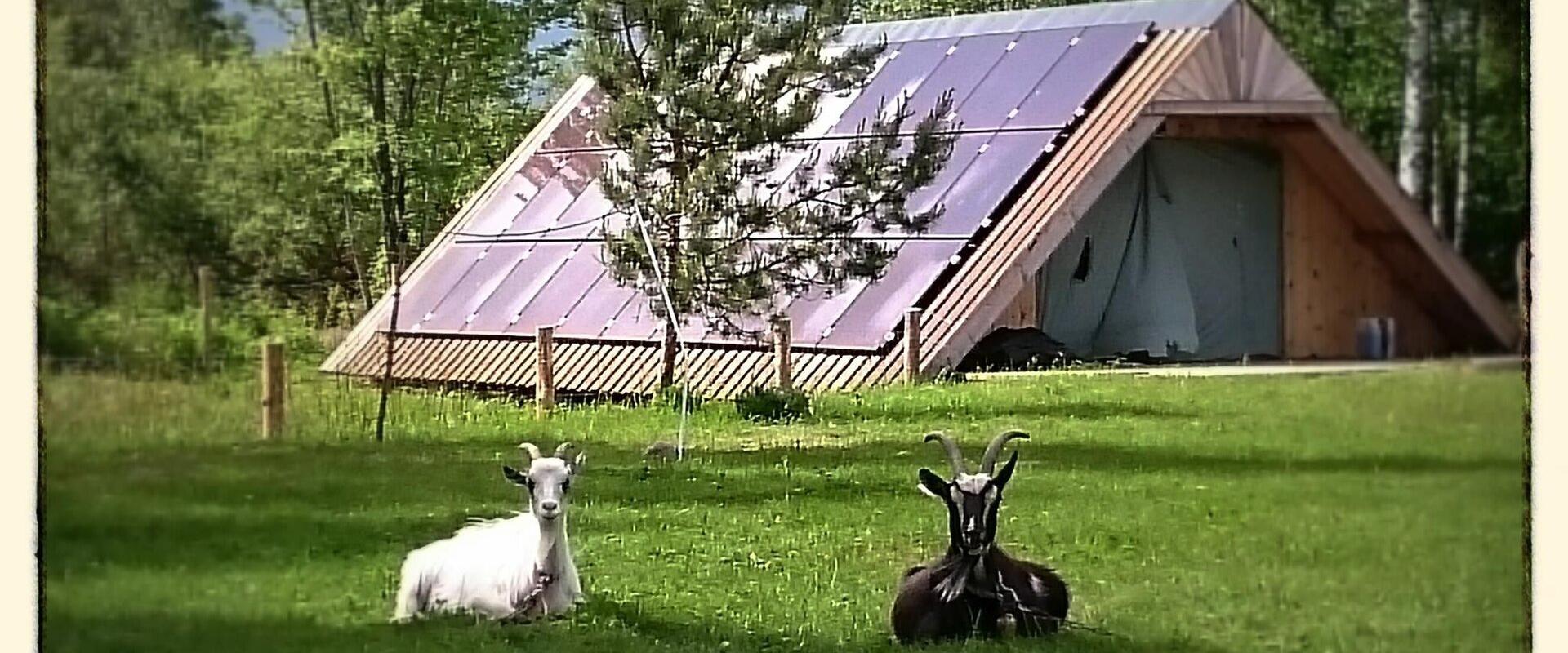 Häuser in Nina (Strohhäuser), schwarze und weiße Ziege, die den Tag auf dem Gras genießen