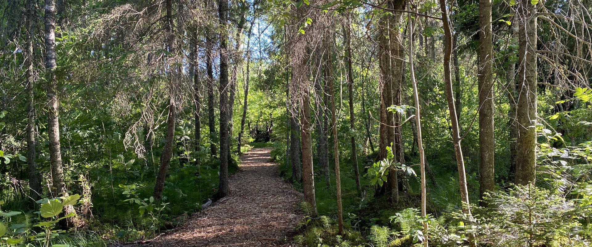 Lilleorun metsäpolku