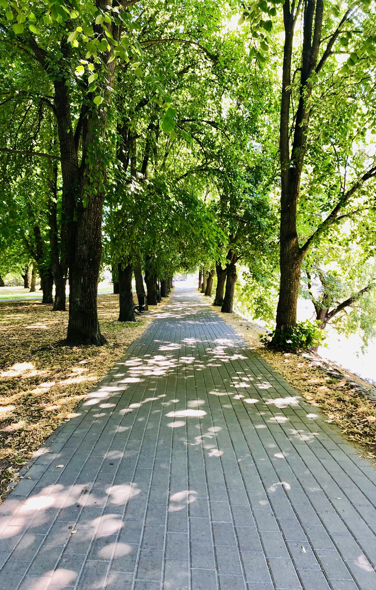 Alley of the Ülejõe Promenade