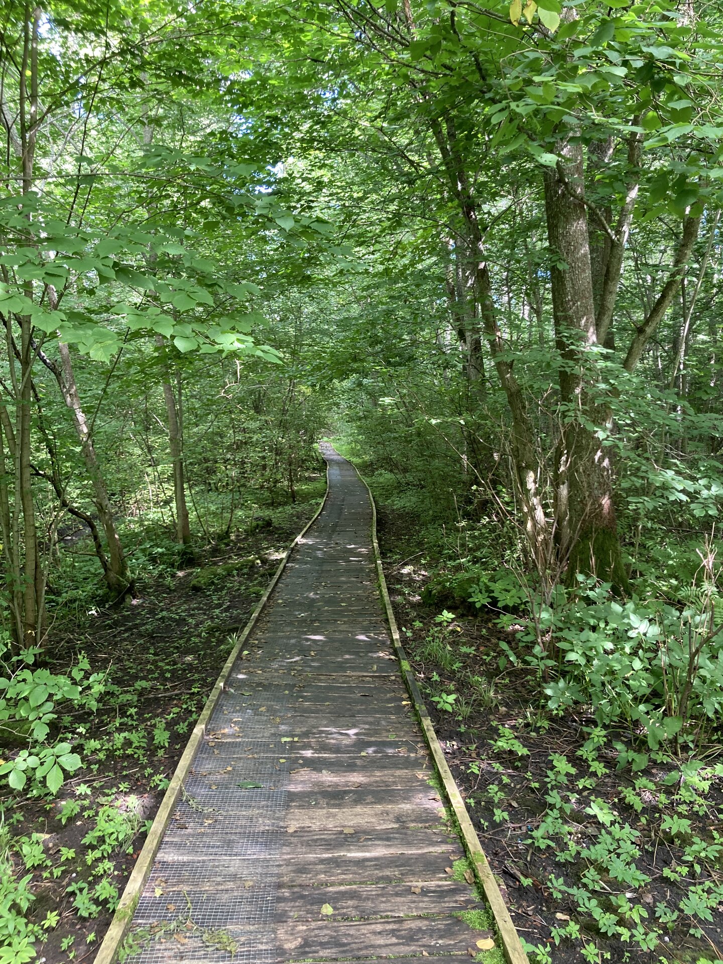 The boardwalk of the hiking trail on the picture