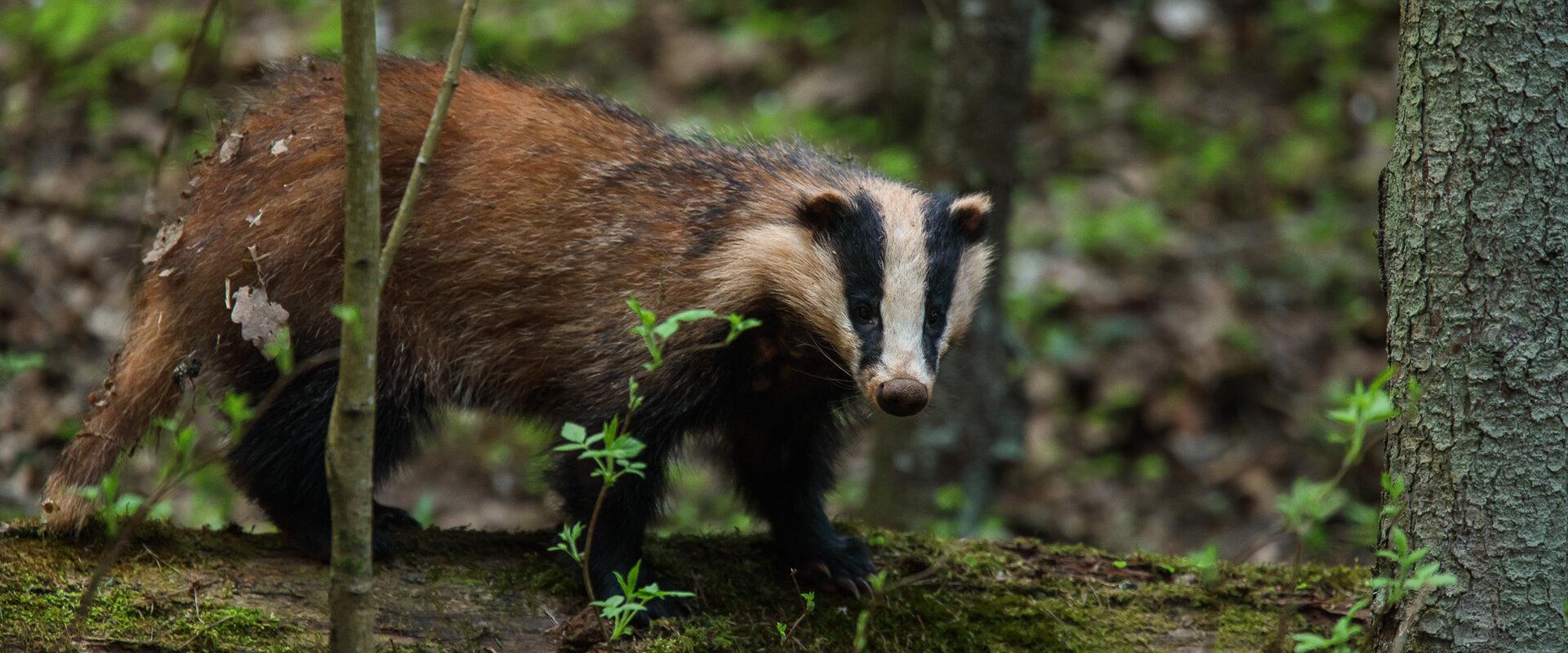 Seiklusmatk "Mägra jälgedel"