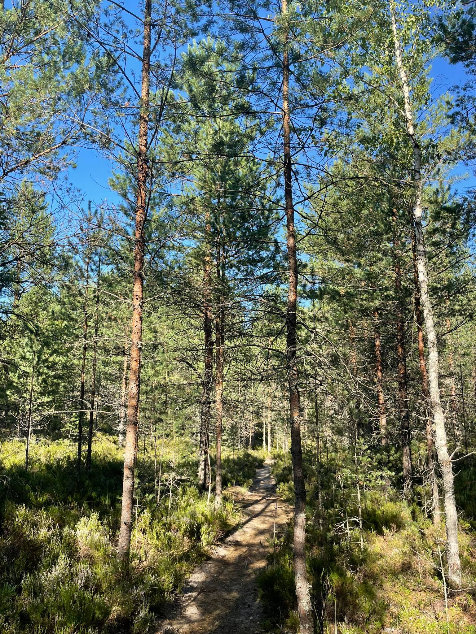 Jussi nature trail