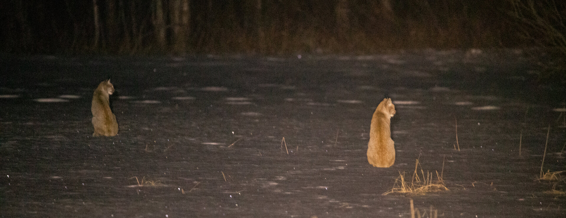 Lynx in wintry Estonian nature
