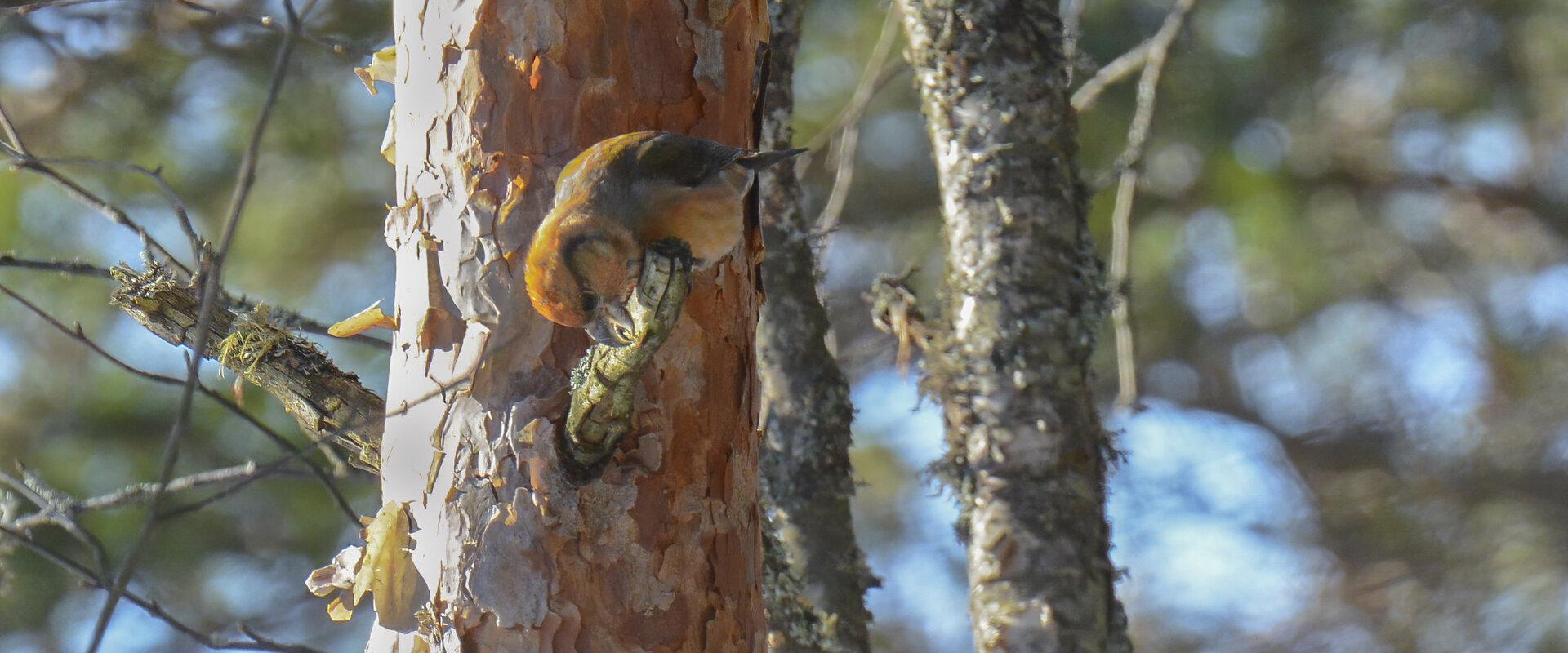 Bird on a tree