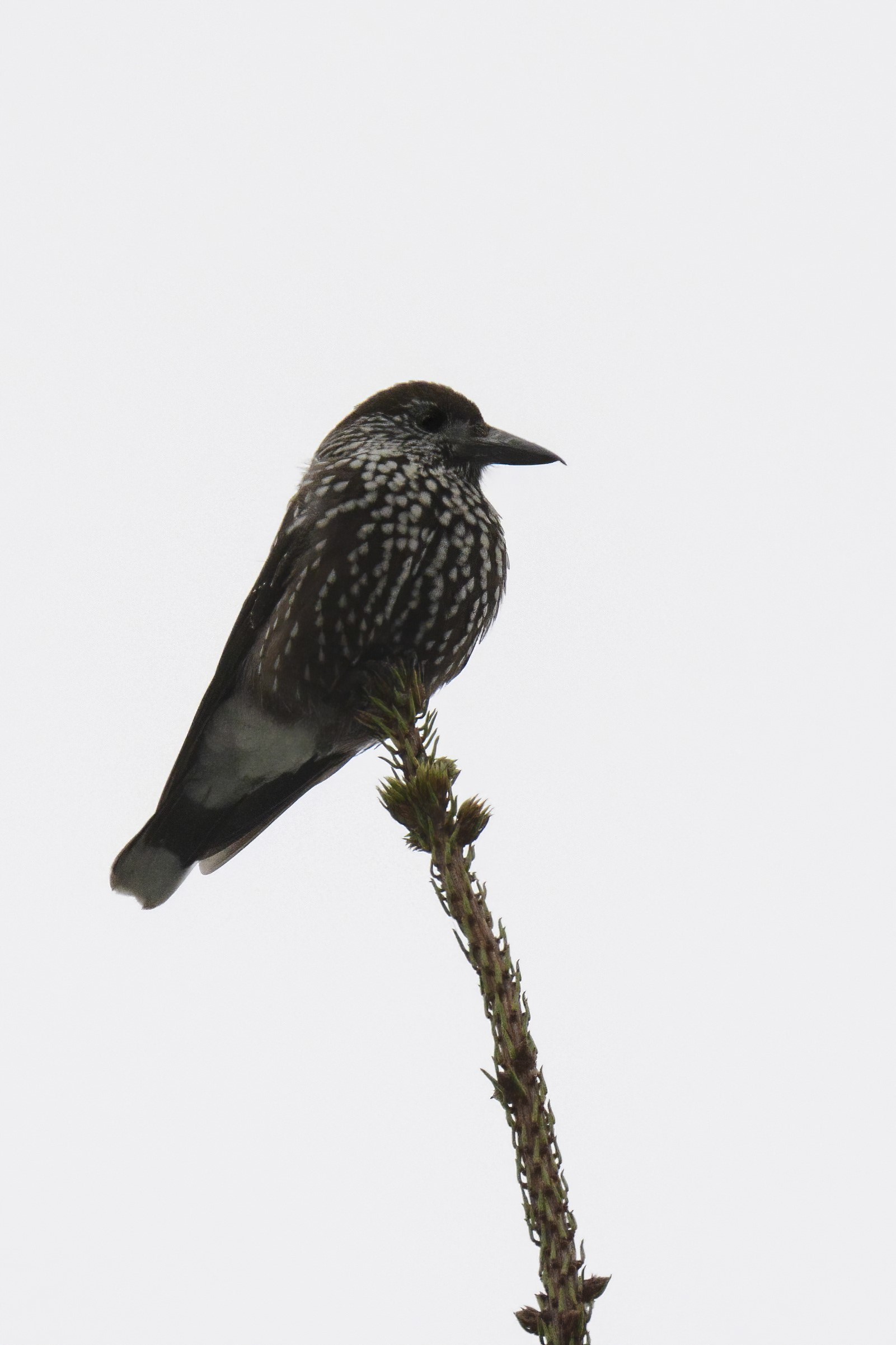 Bird on a tree