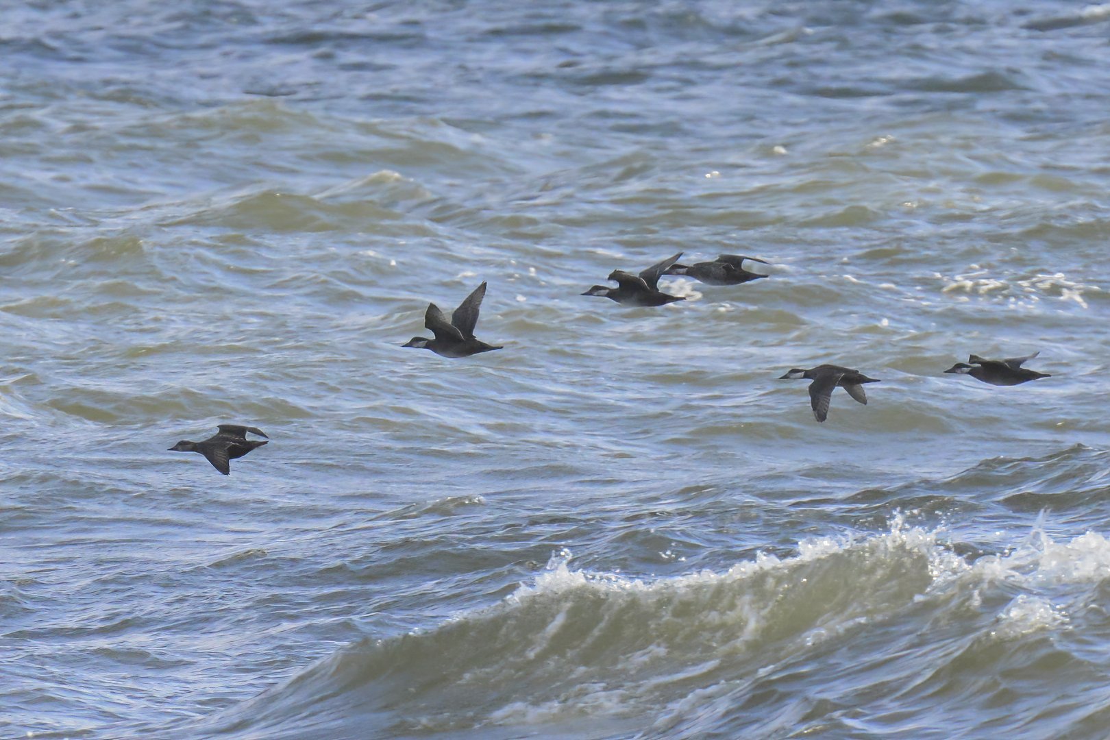 Velvet scoter