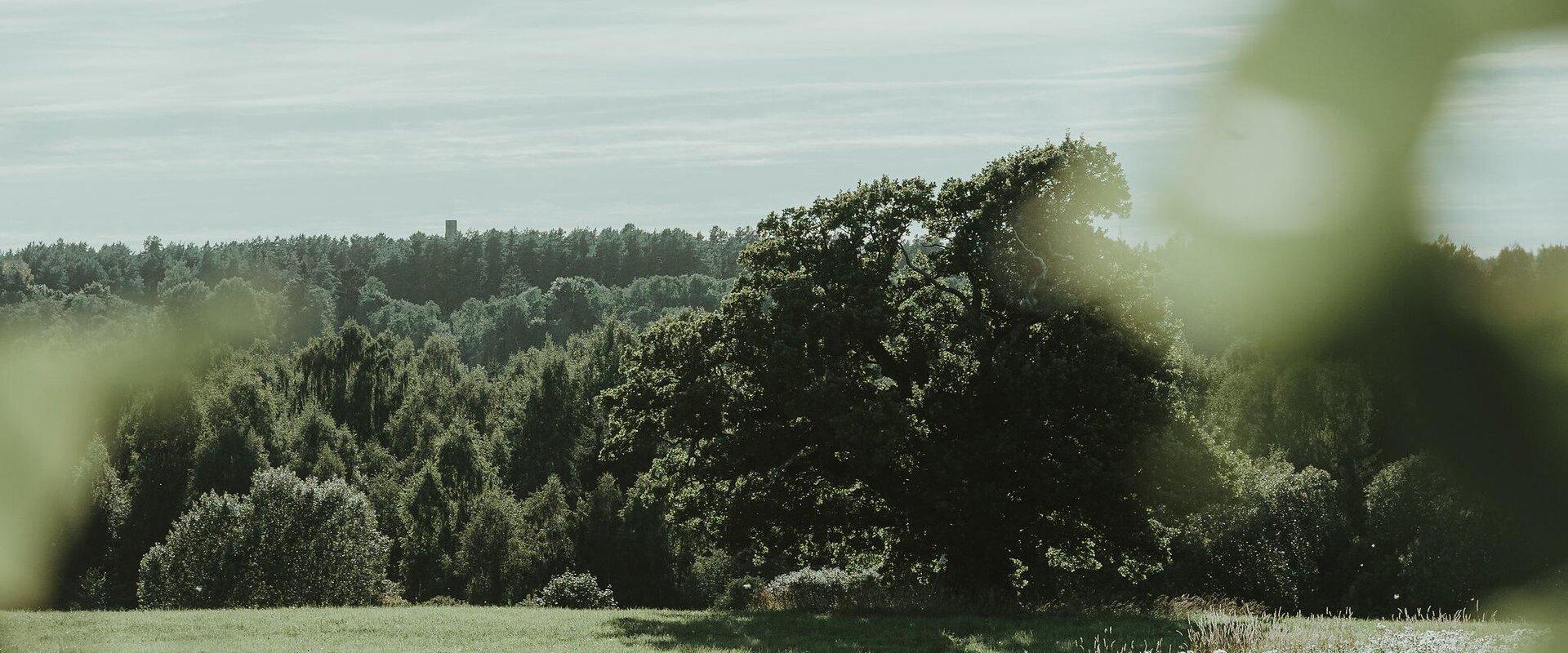 The oak of Viiralt (Tammekoori)