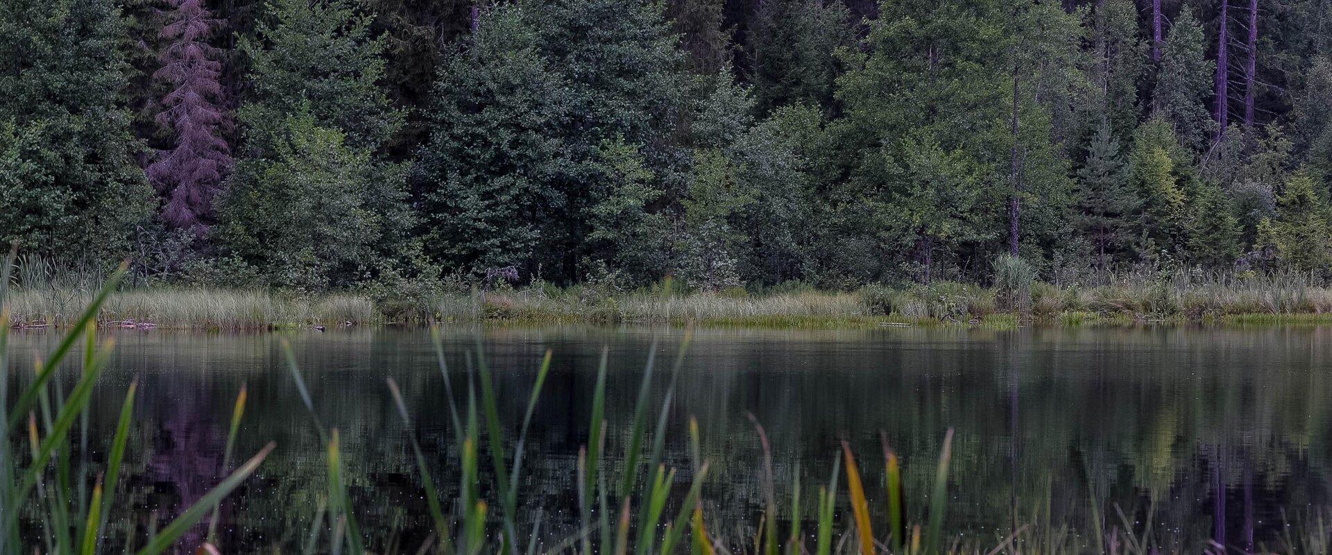 Peräjärve forest trail