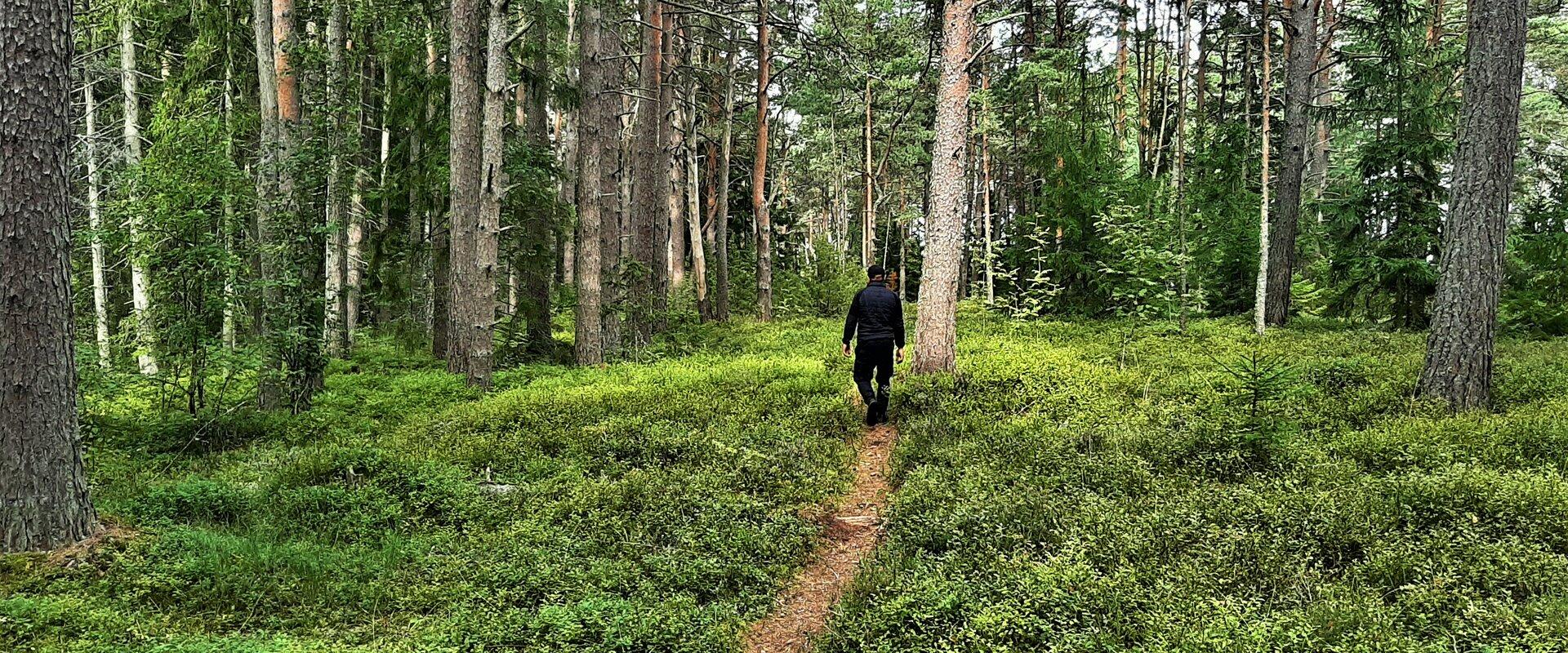 Tõrvanina õpperada