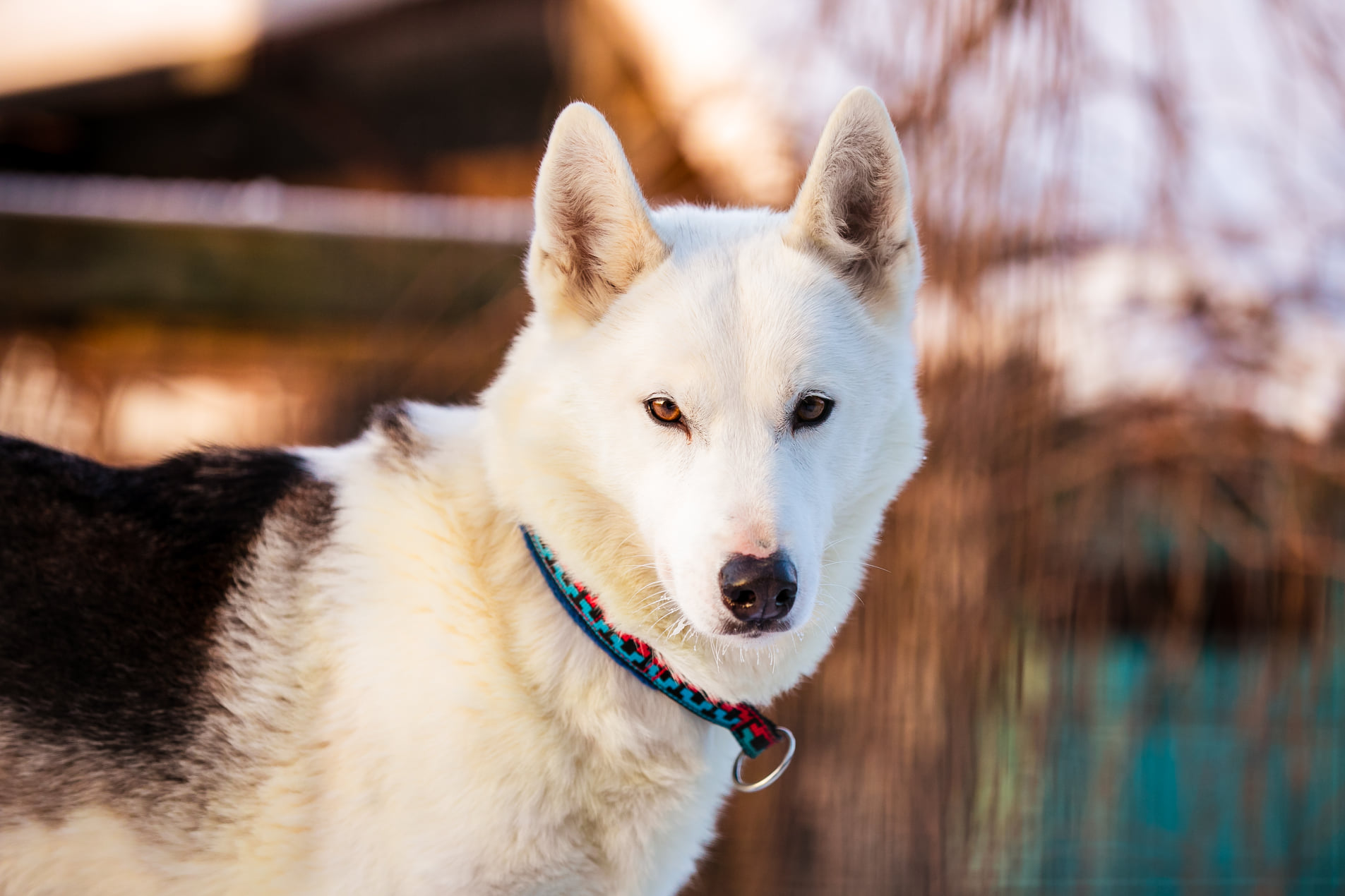 Huskypargi kelgukoerte jõulumaa