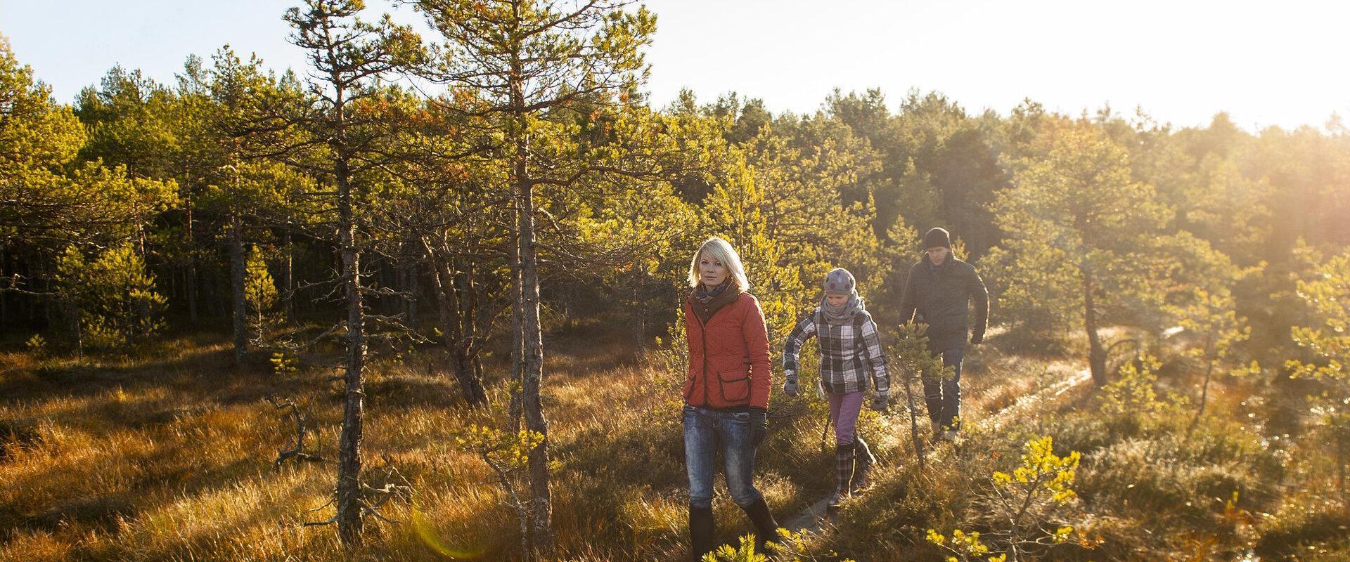 Pääsküla raba loodusõpperada