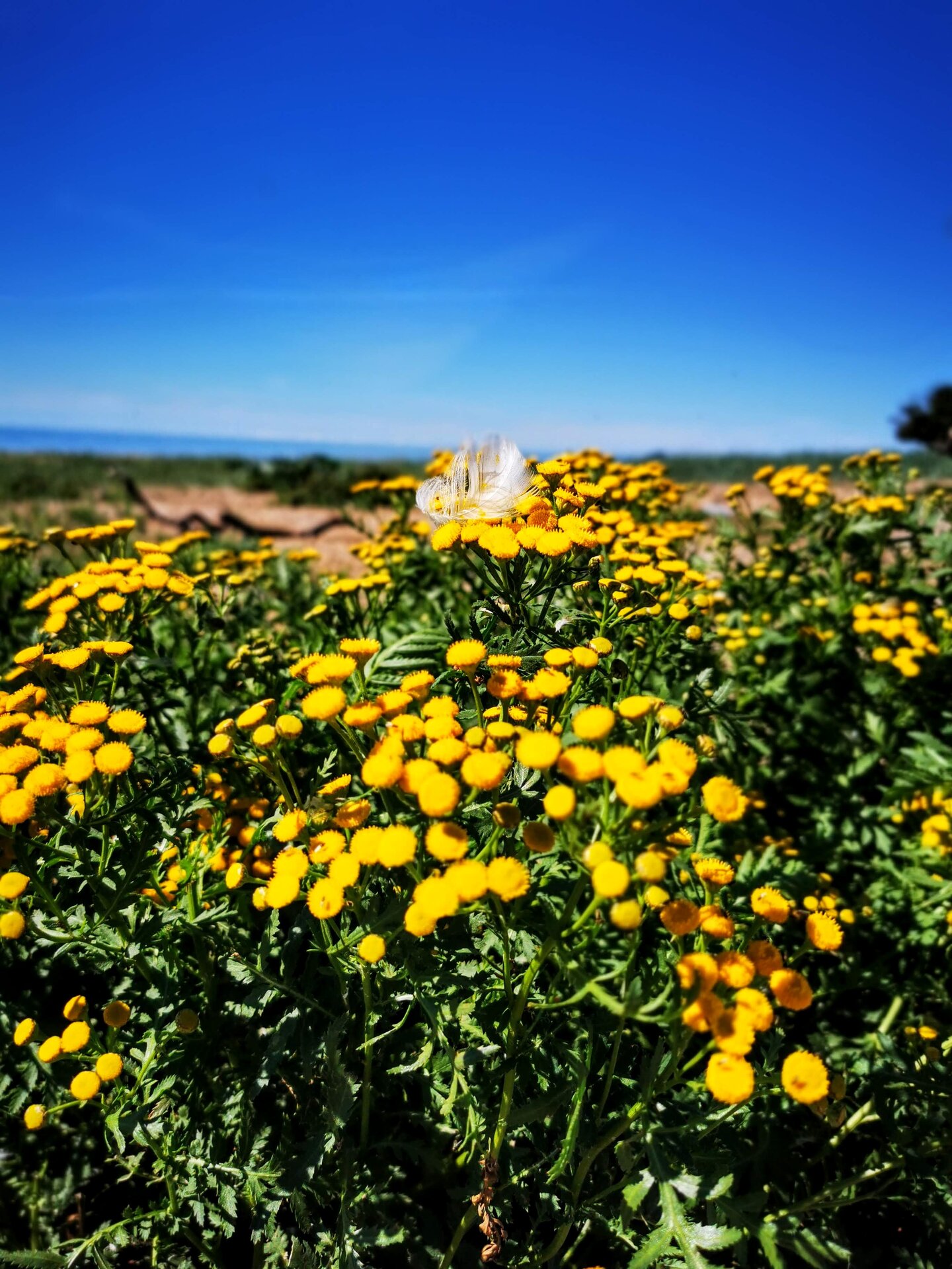 Sorgu lighthouse