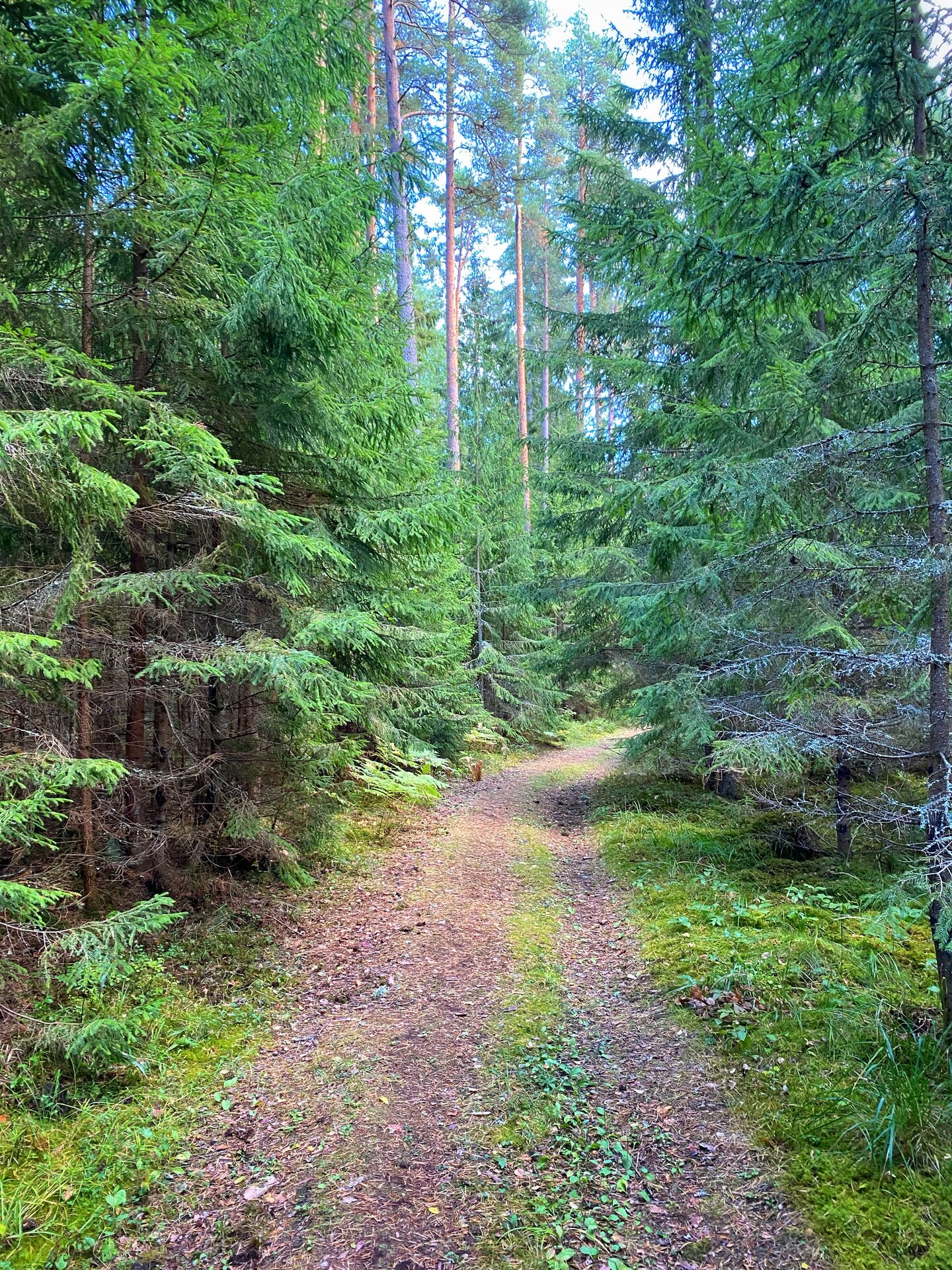 RMK Ojakivi matkarada