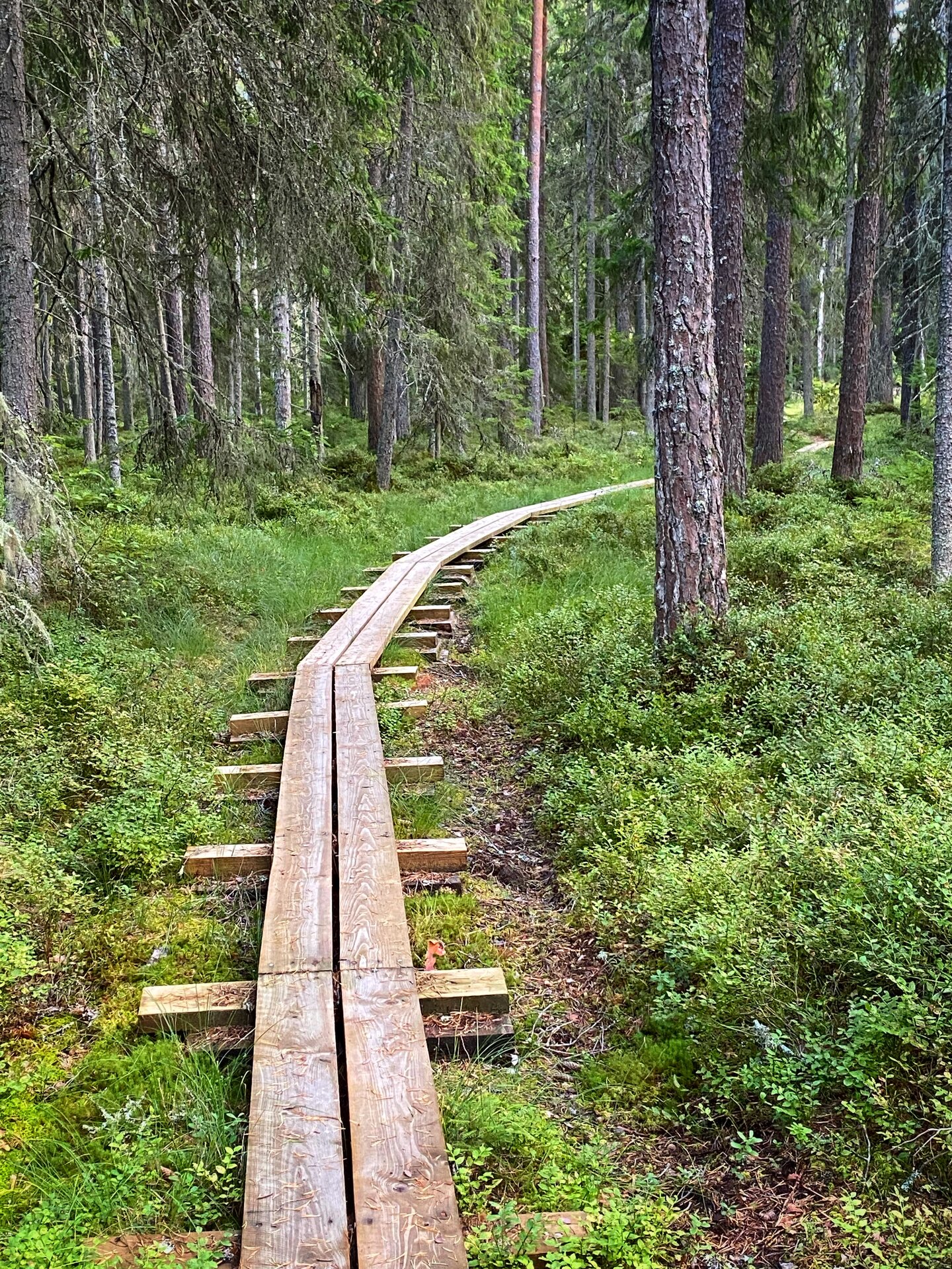 RMK Ojakivi matkarada