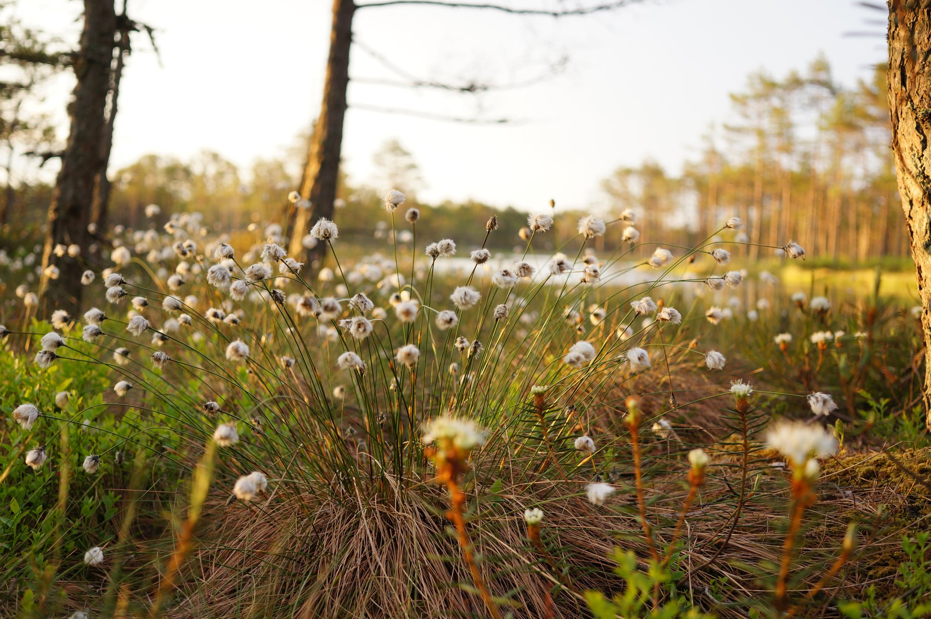 Day trip with a guide to Kõrvemaa, bog plants