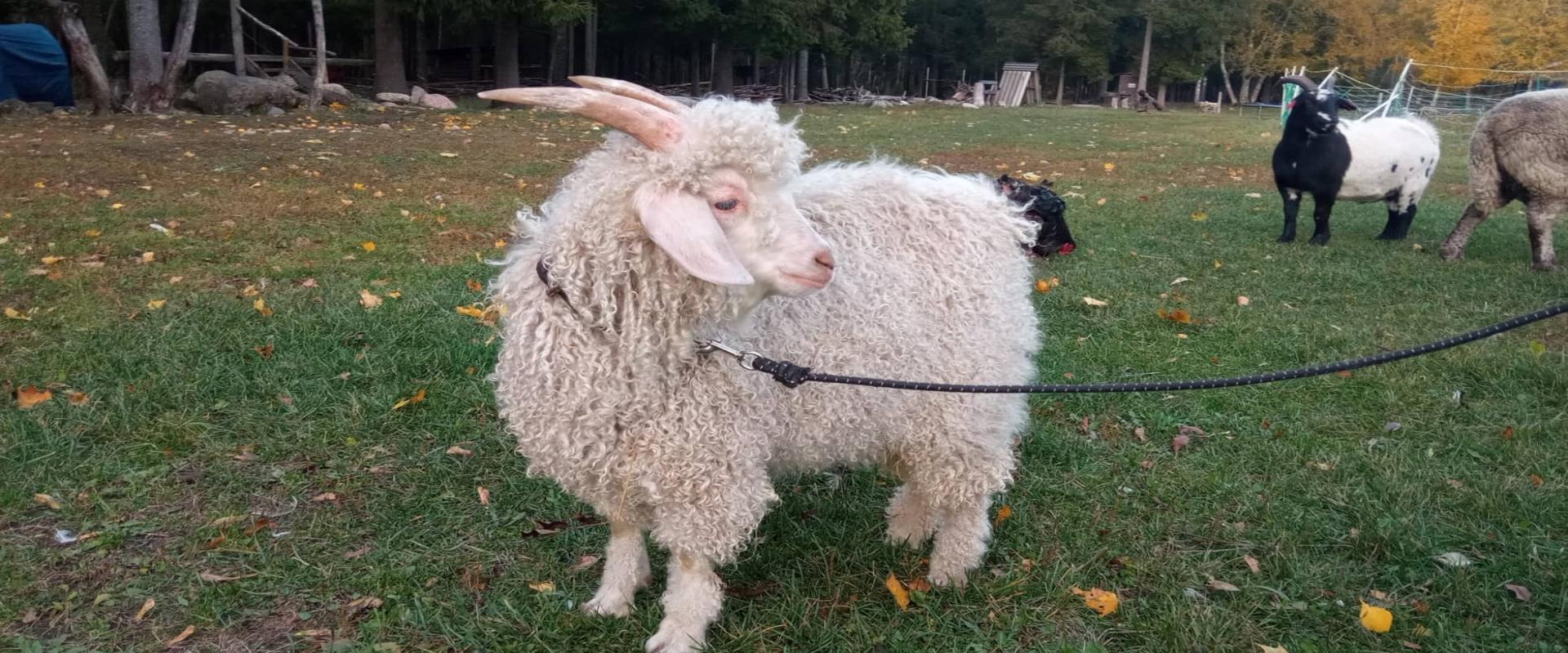 Seppami Talu koduloomade park