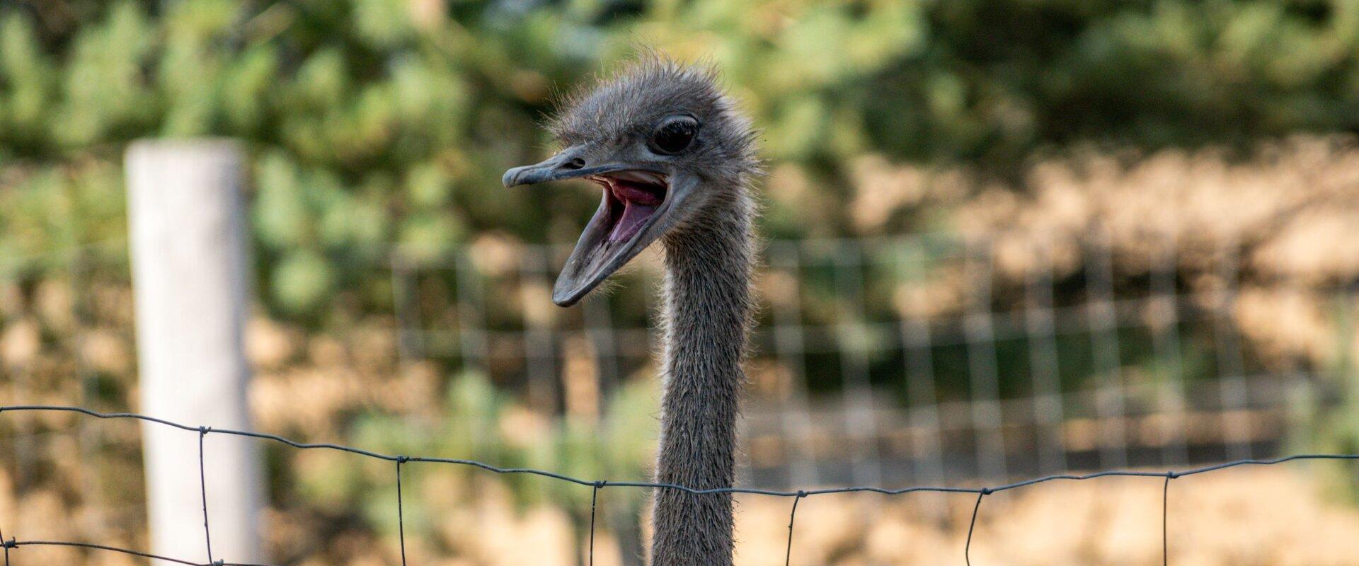 Sassi Ostrich Farm