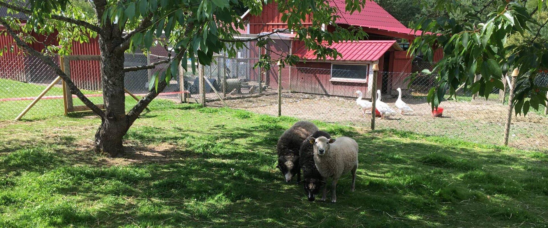 Teispere Farm is perfect for taking time out and breathing the countryside air while listening to the sound of running water and birds. The live park-