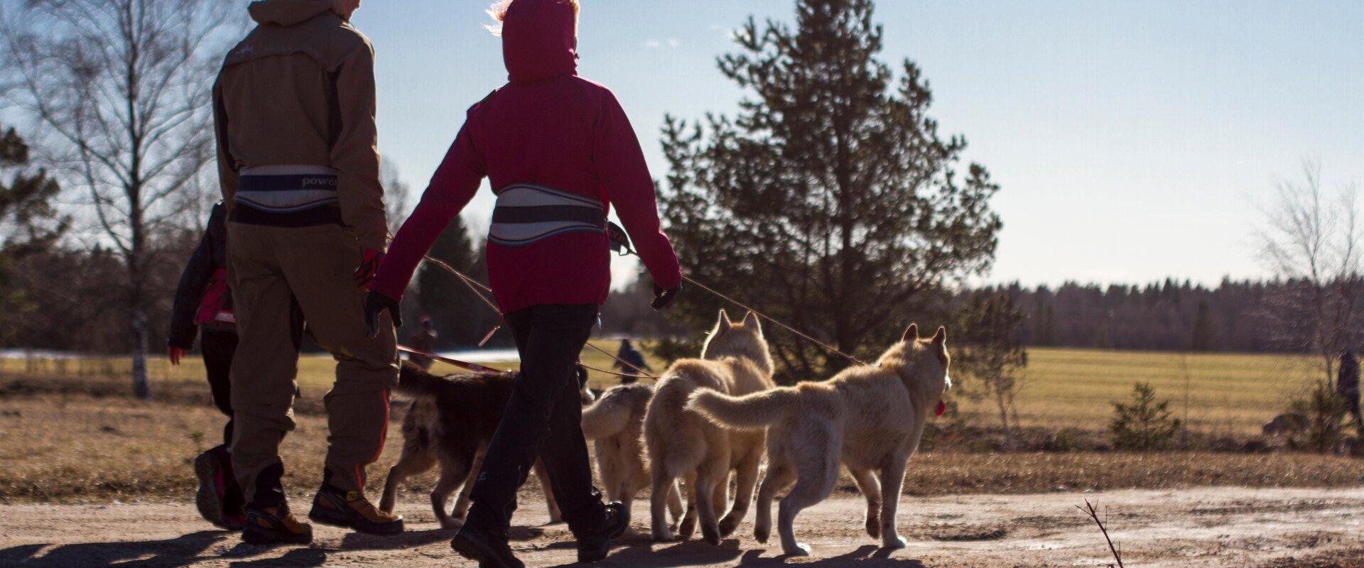 Tour to a Husky Park and a Cani-Cross Hike with Siberian Huskies