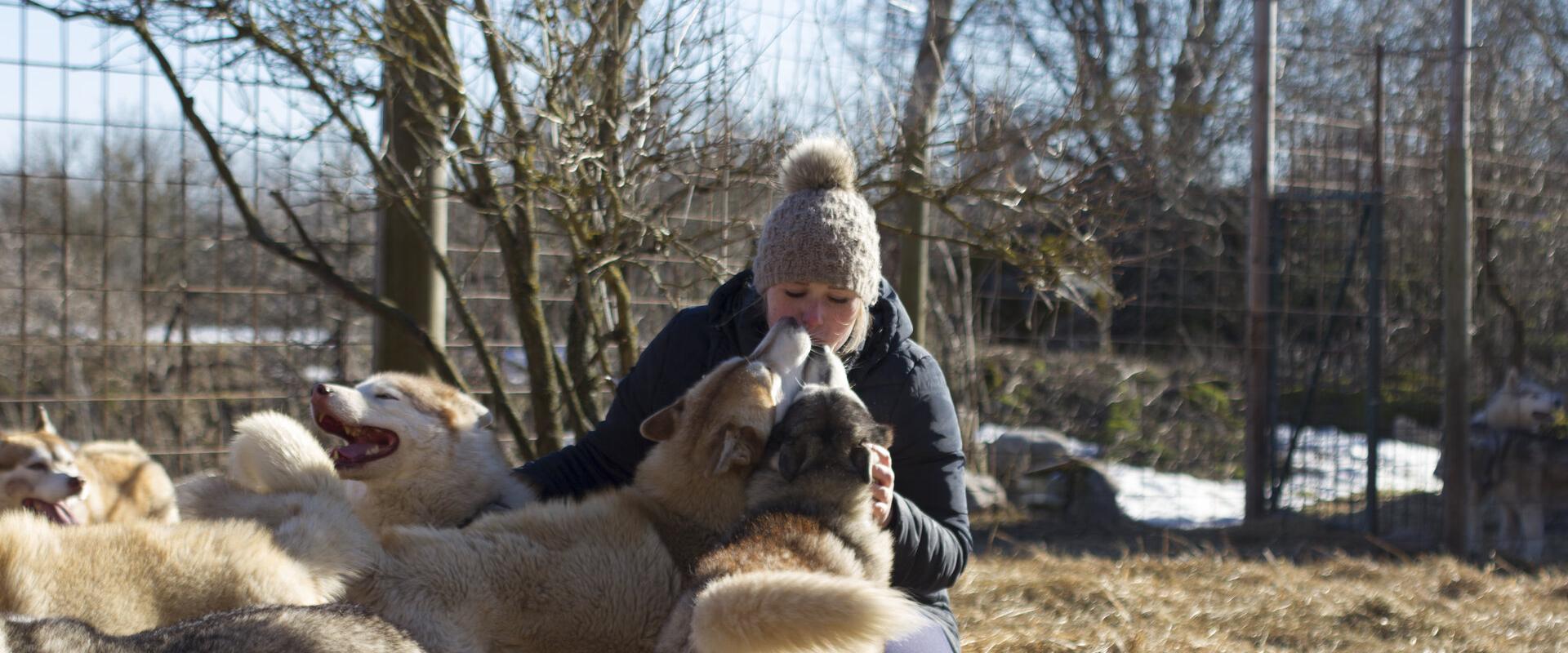 Tour to a Husky Park and a Cani-Cross Hike with Siberian Huskies