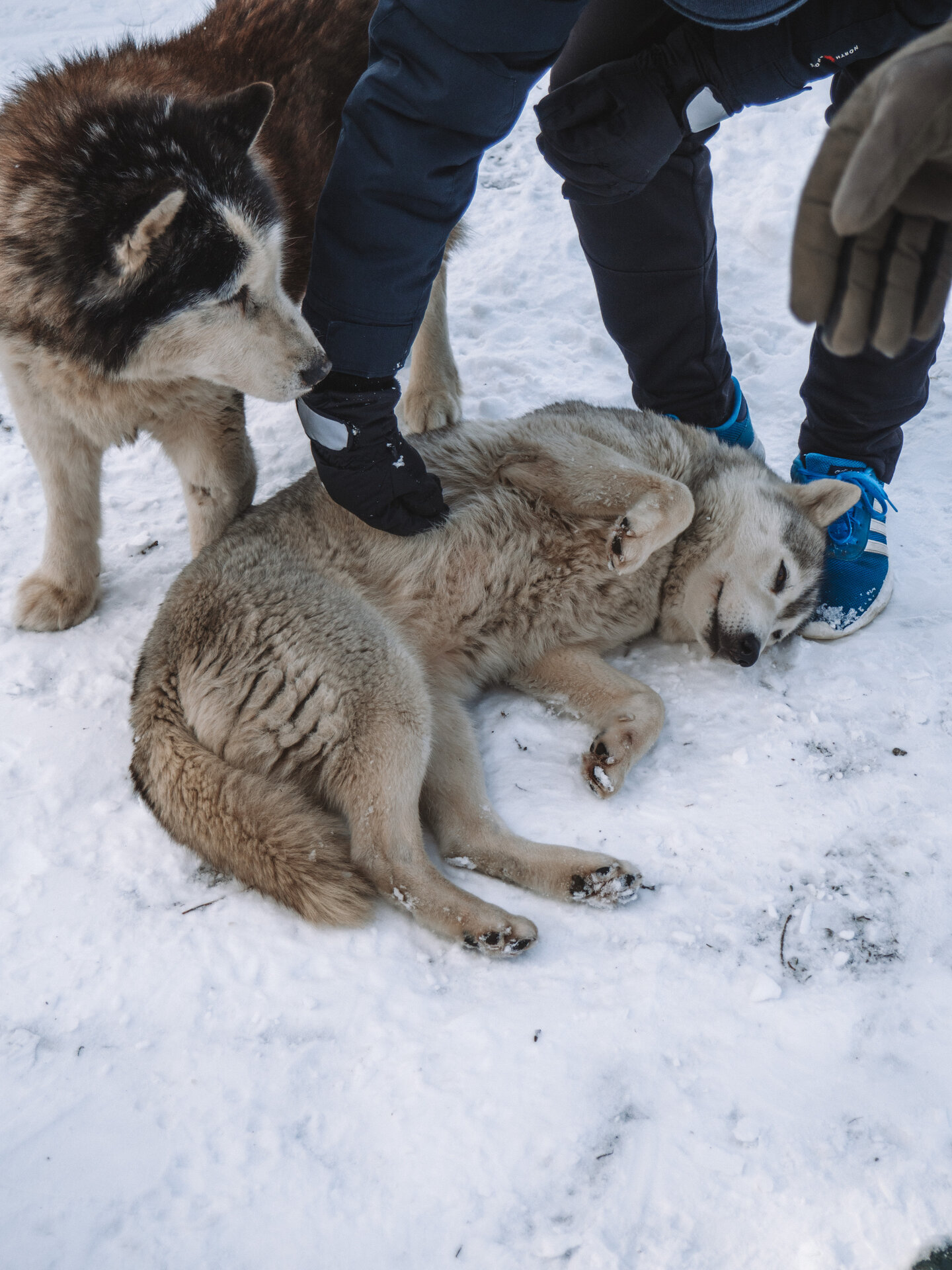 Tour to a Husky Park and a Cani-Cross Hike with Siberian Huskies