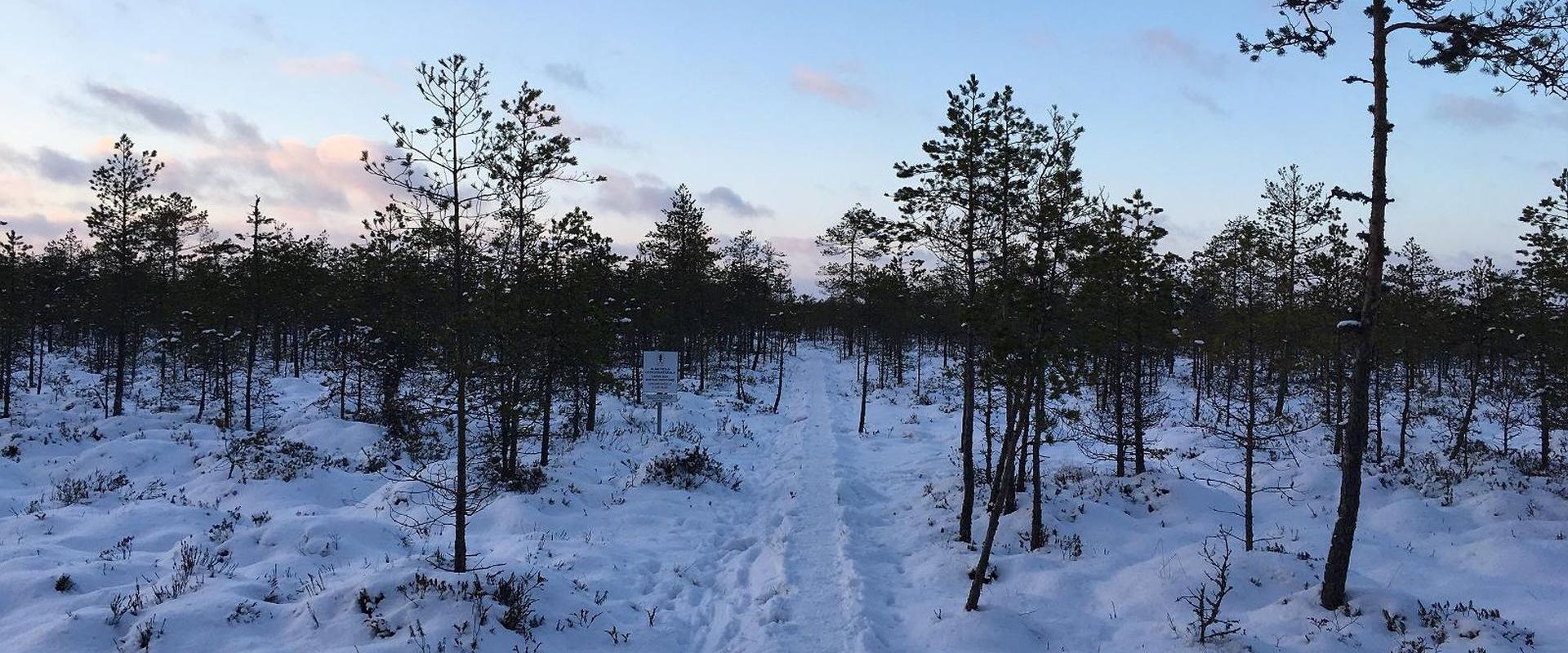 Selli-Sillaotsa study trail in winter