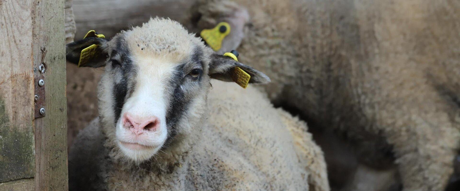 Koduloomaaed - Paitame Loomakesi