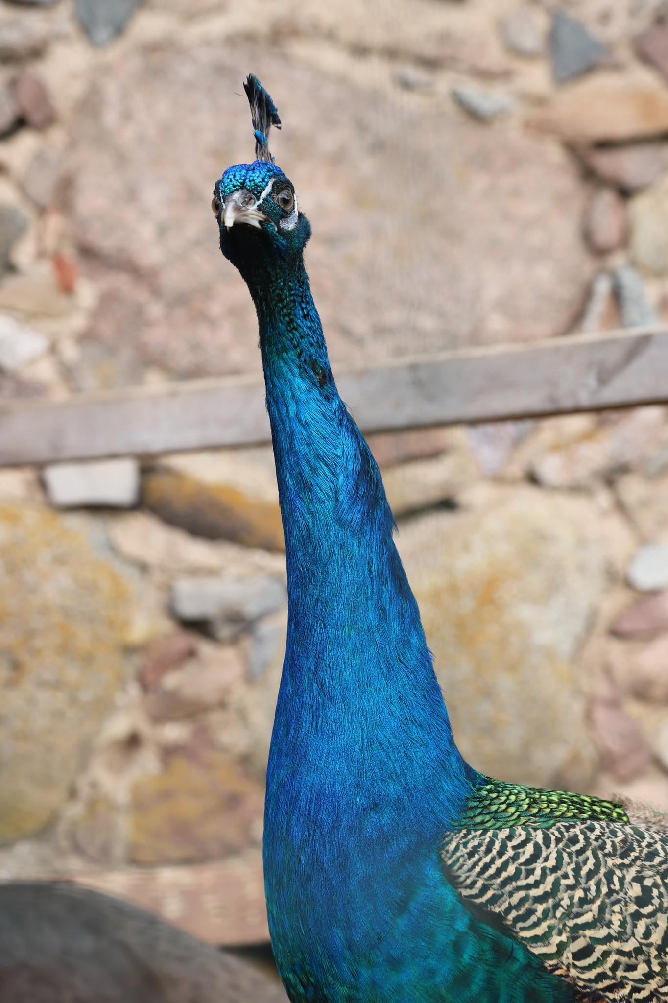 Koduloomaaed - Paitame Loomakesi