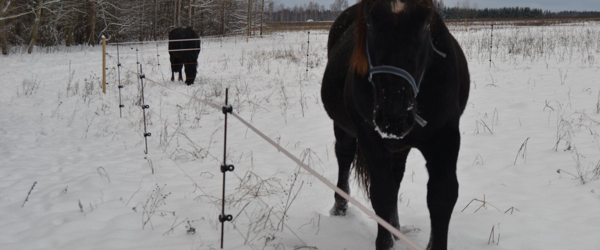 Koduloomaaed - Paitame Loomakesi