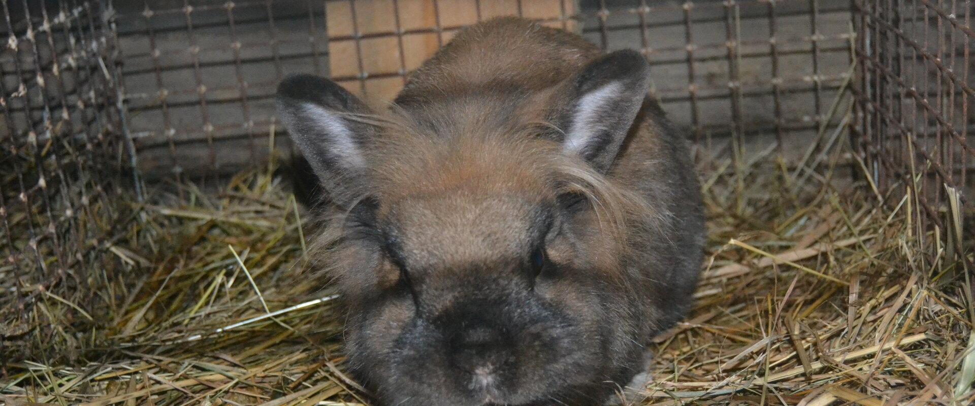 Koduloomaaed - Paitame Loomakesi