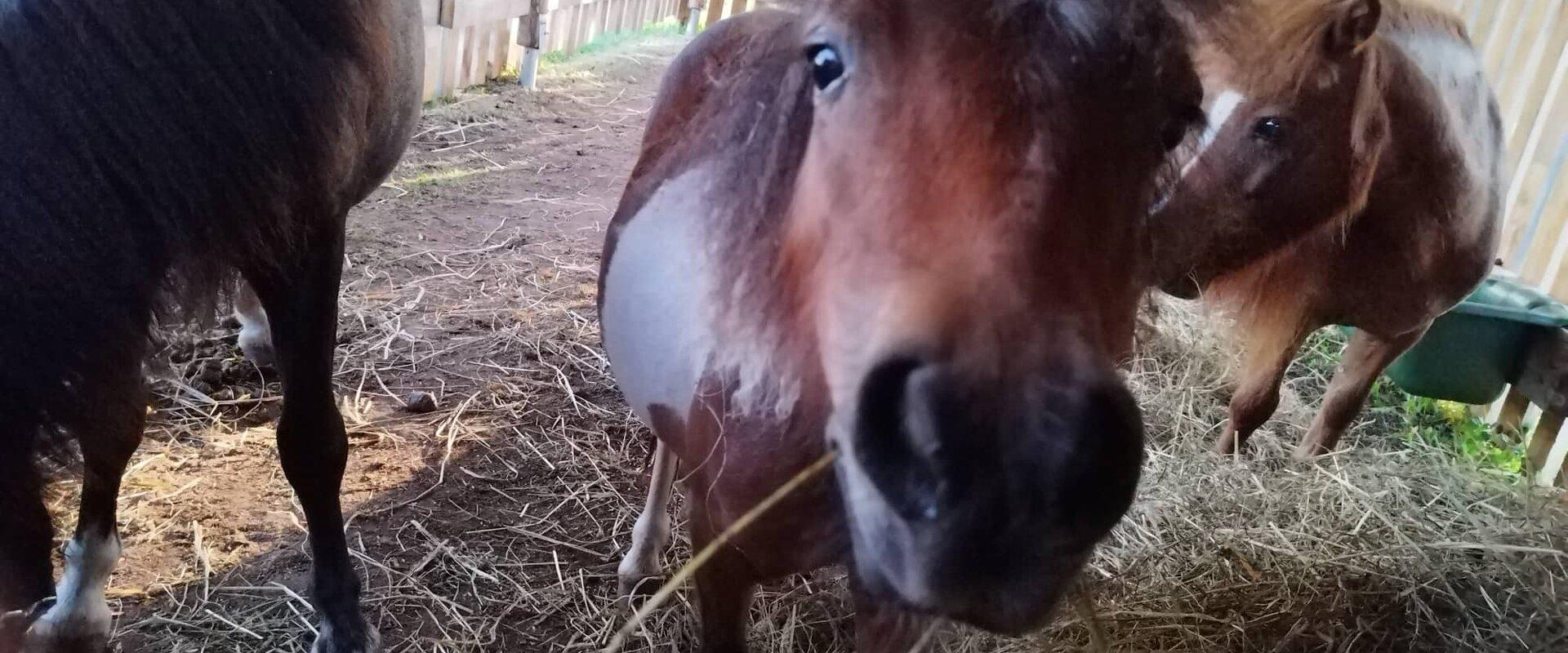 Koduloomaaed - Paitame Loomakesi