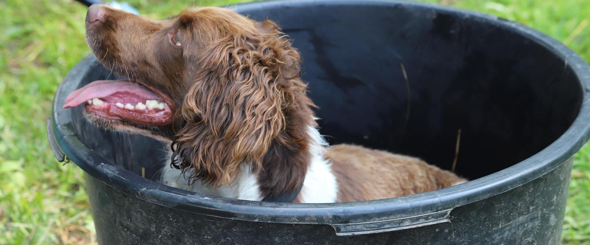 Koduloomaaed - Paitame Loomakesi