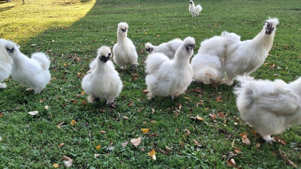 Koduloomaaed - Paitame Loomakesi