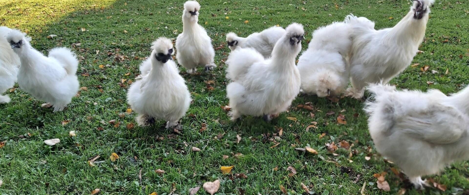 Koduloomaaed - Paitame Loomakesi