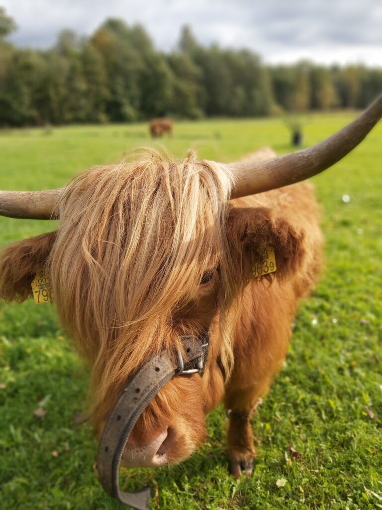 Koduloomaaed - Paitame Loomakesi