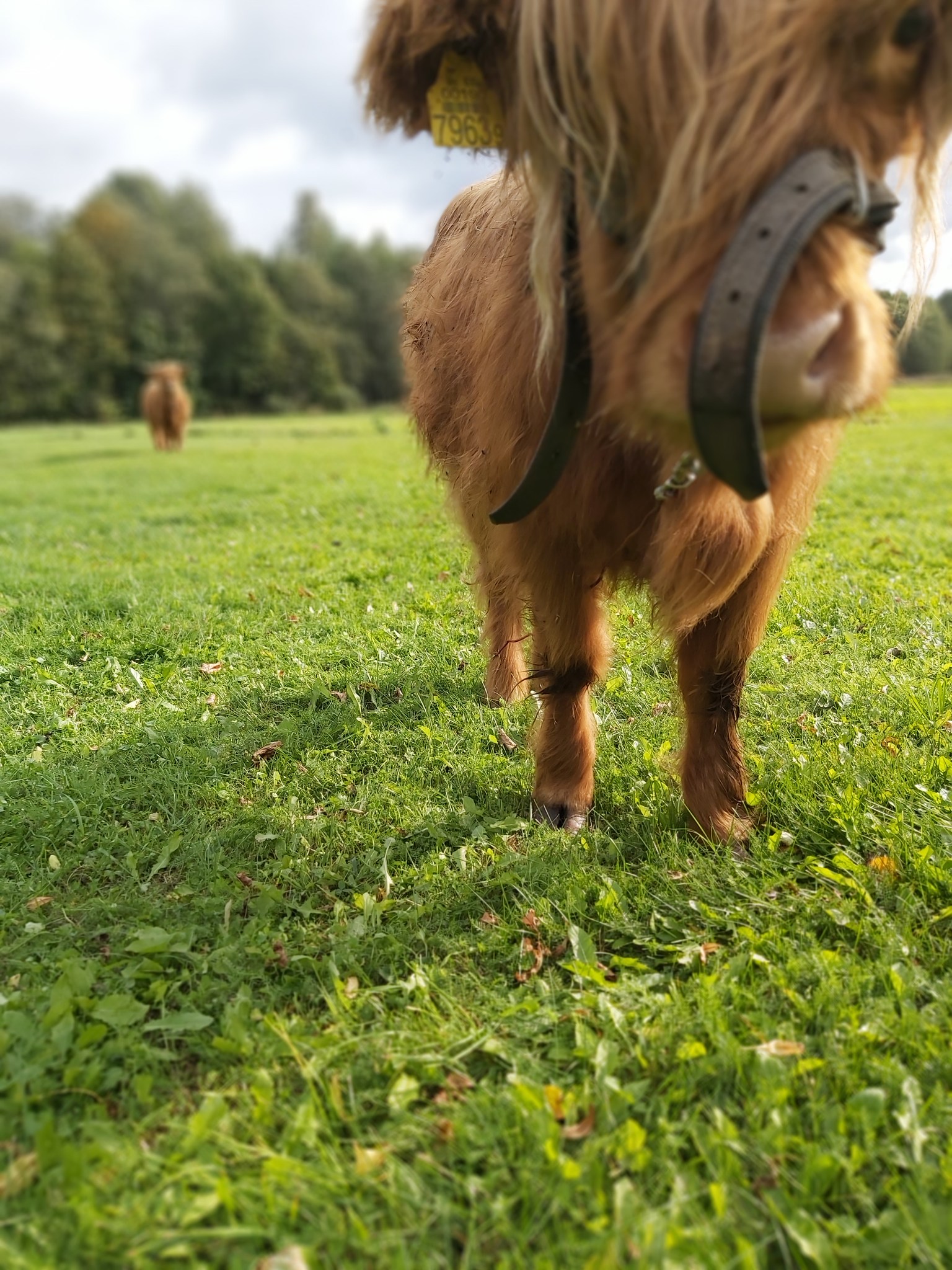 Koduloomaaed - Paitame Loomakesi