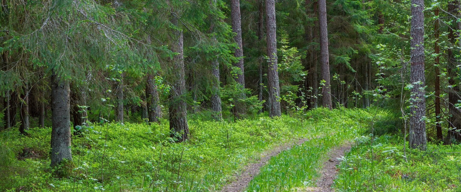 Peraküla metsanduslik õpperada