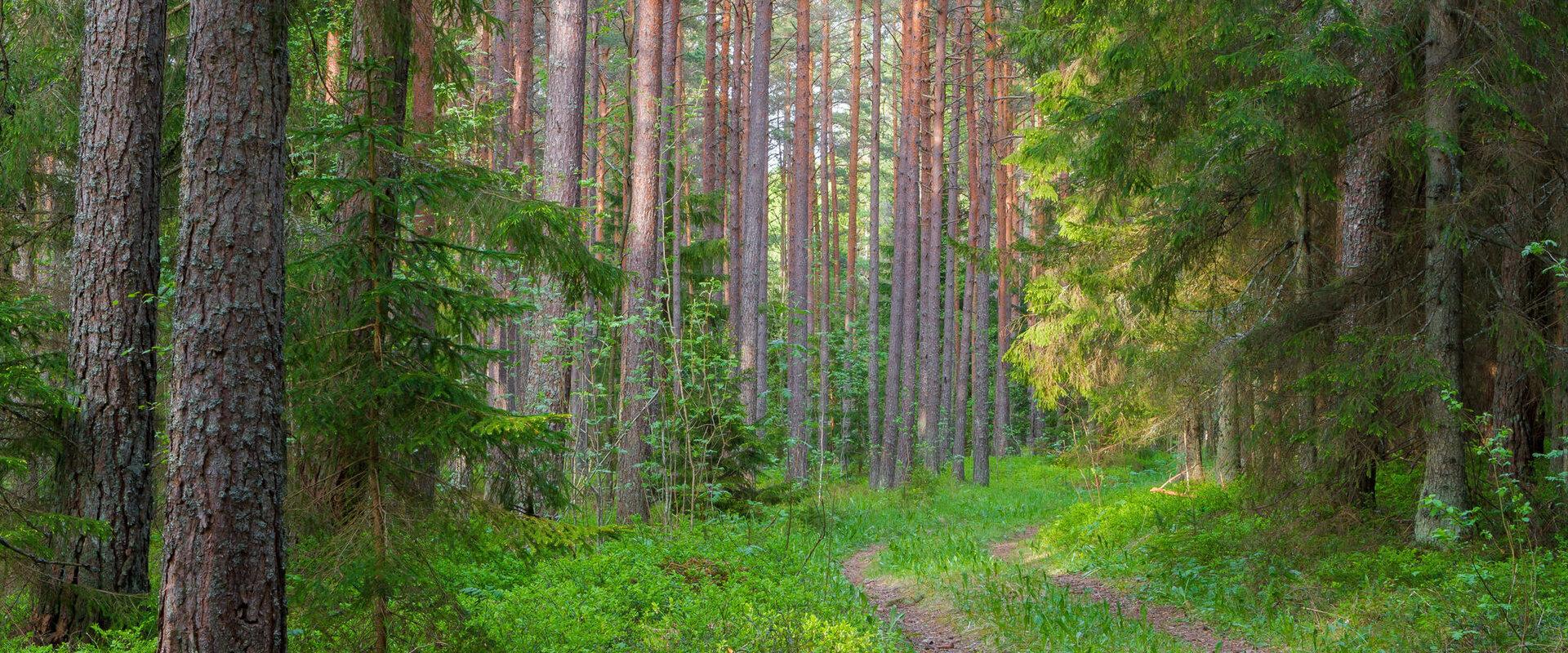 Peraküla metsanduslik õpperada