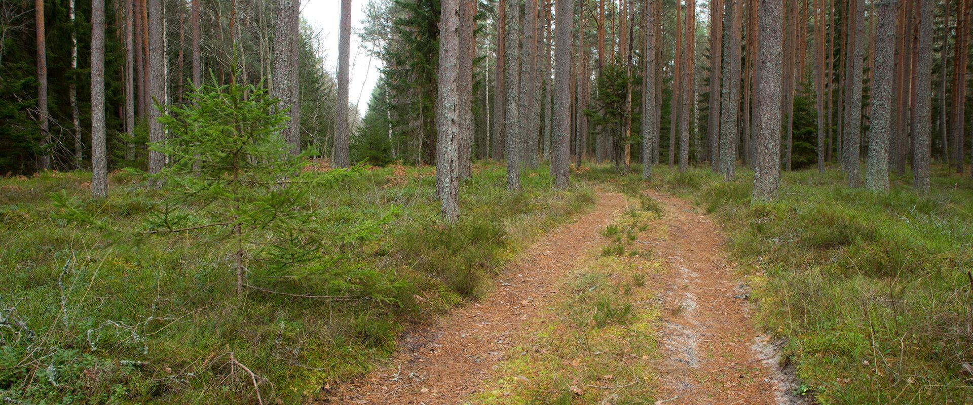 Peraküla metsanduslik õpperada