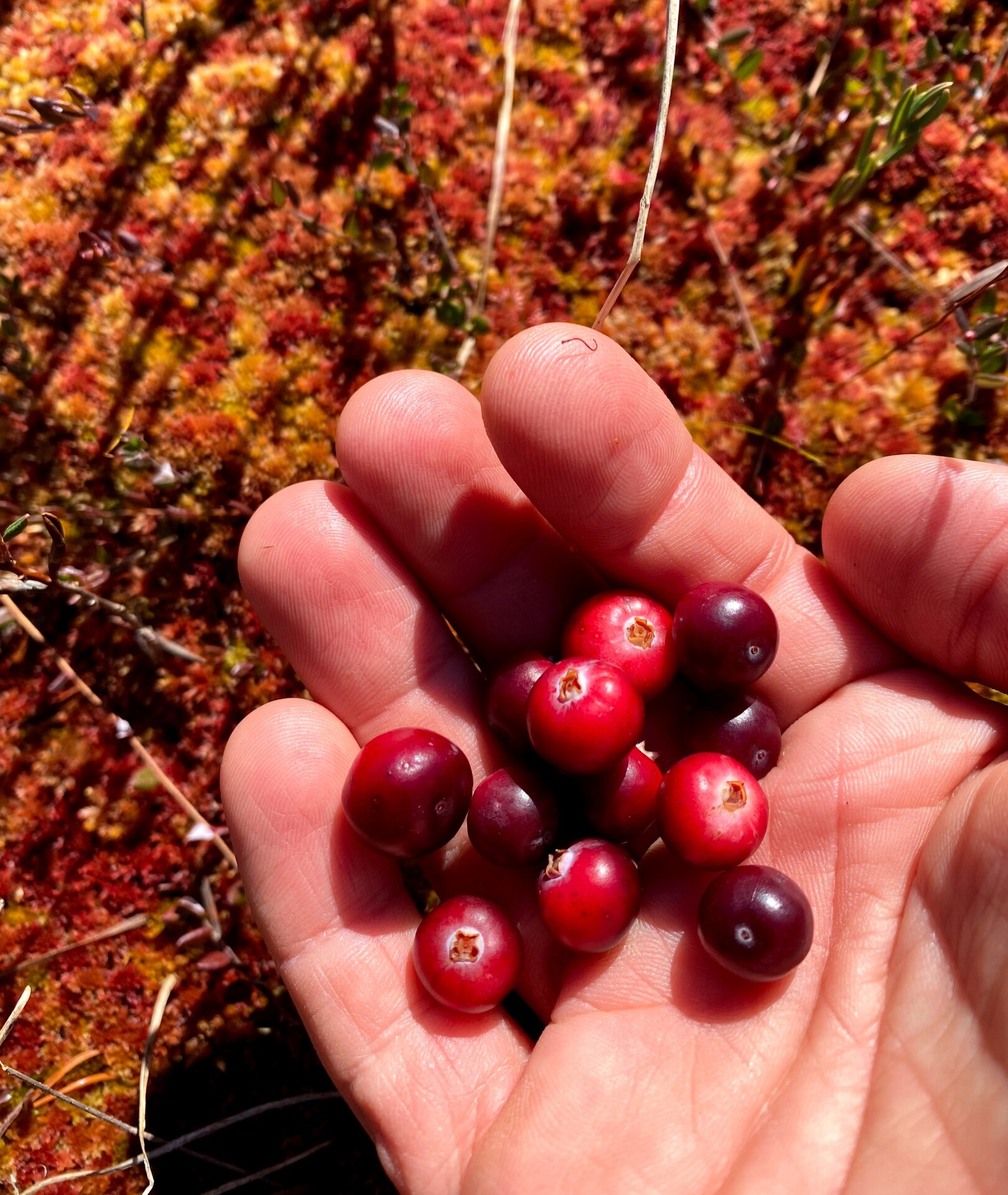 Foraging Hike and Forest Food
