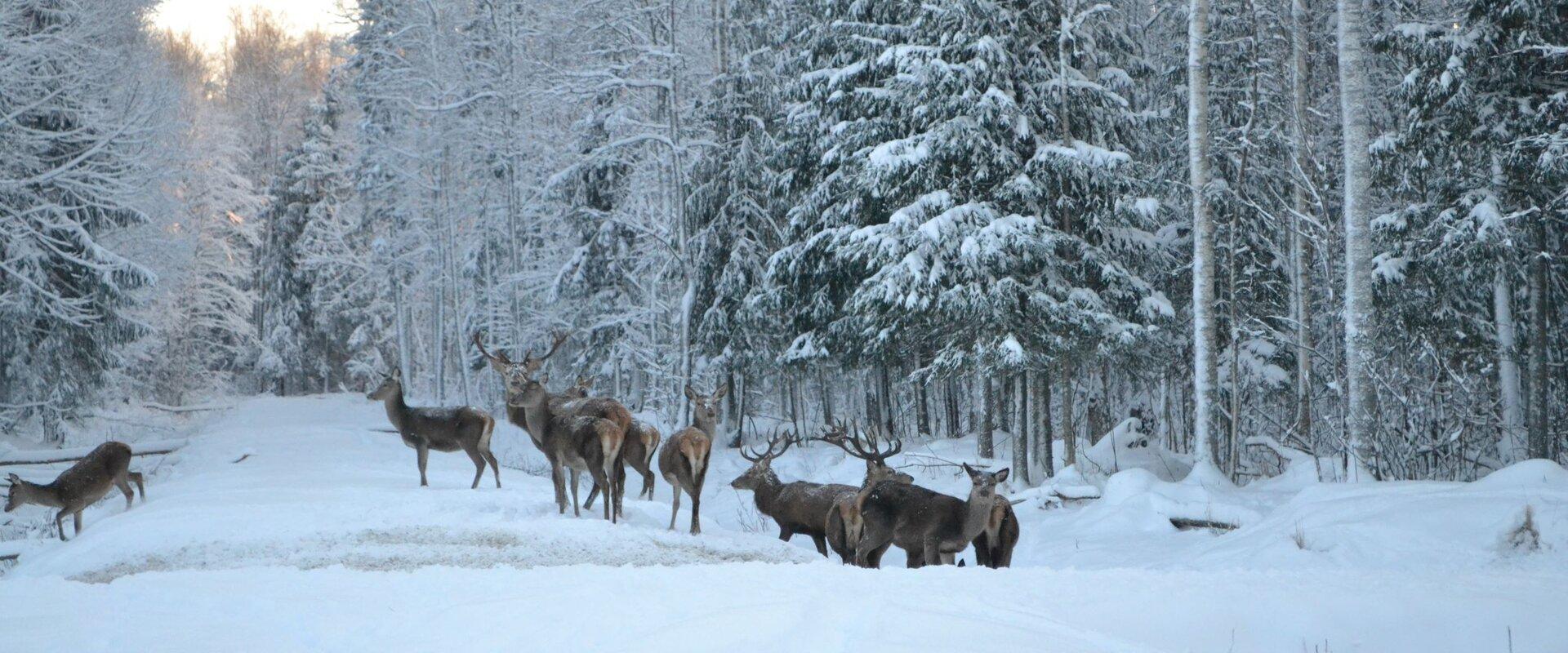 Opastettu villieläinsafari Toosikannun metsäneläinpuistossa