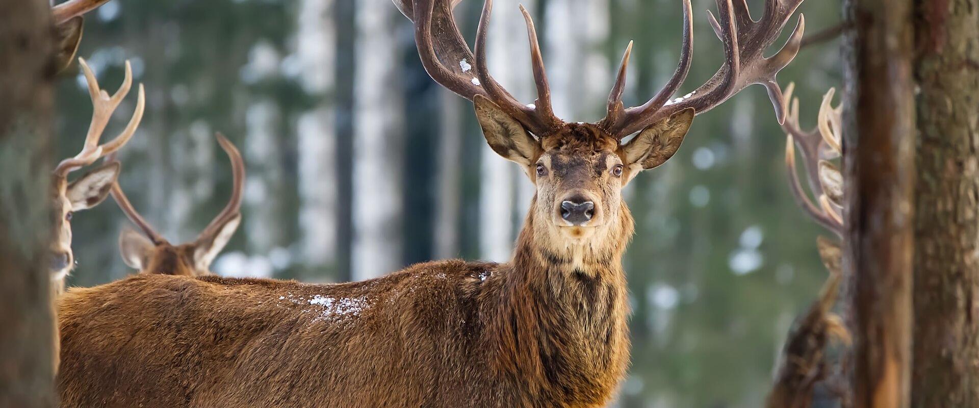 Opastettu villieläinsafari Toosikannun metsäneläinpuistossa