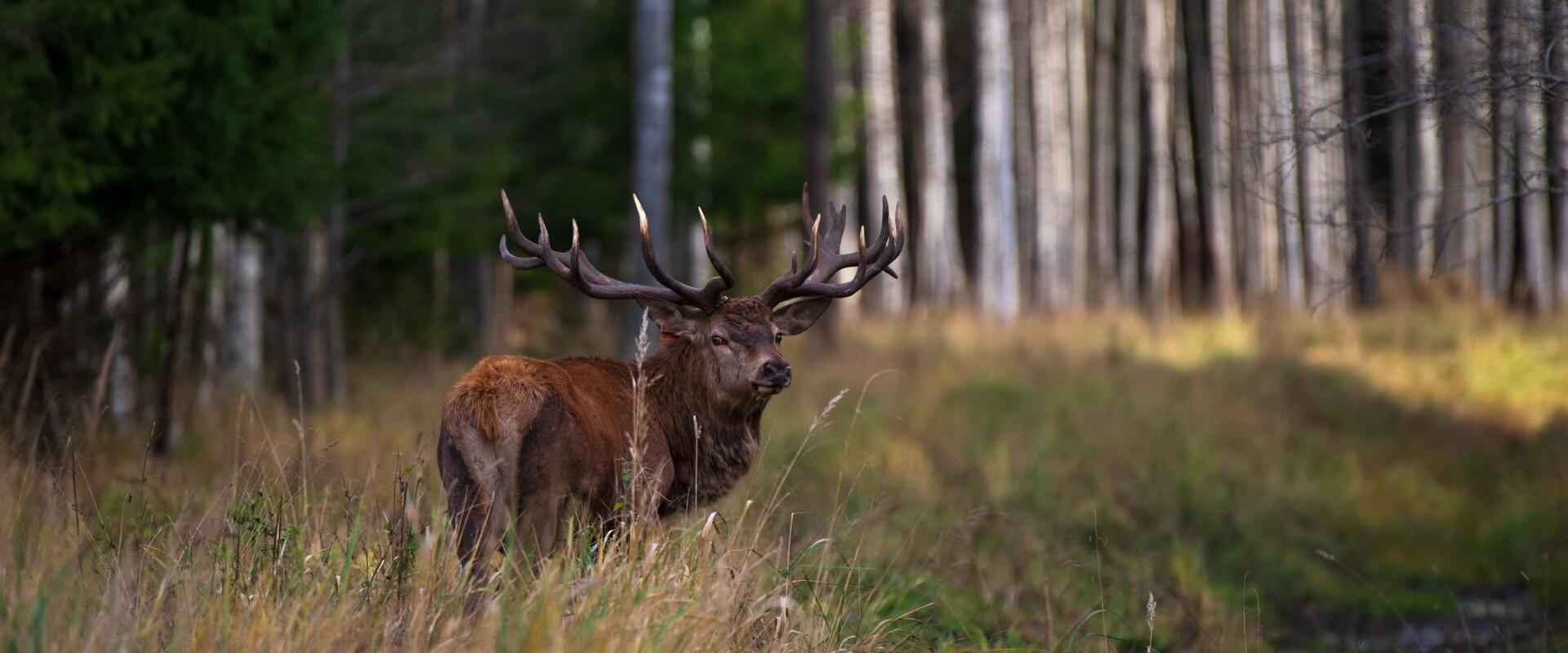 Opastettu villieläinsafari Toosikannun metsäneläinpuistossa